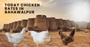 Today Chicken Rates In Bahawalpur