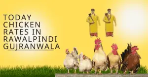 Today Chicken Rates In Gujranwala