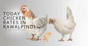 Today Chicken Rate In Rawalpindi