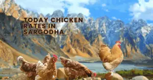Today's Chicken Rate Sargodha
