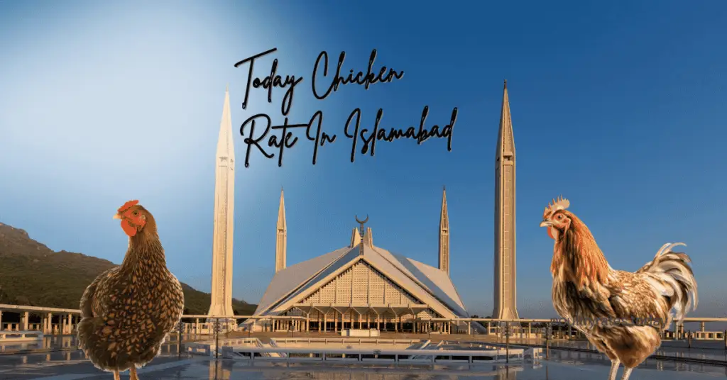 today chicken rate islamabad