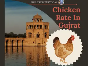 Today Chicken Rate Gujrat