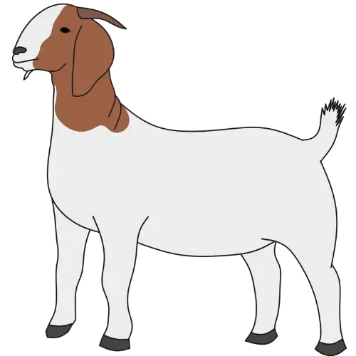 bakra small meat(gosht)